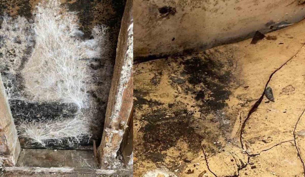 The Best Mold Testing Services in Hudson Valley, New York