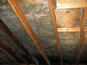 Attic Mold Company White Plains