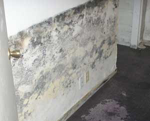 Basement Mold Company White Plains