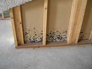 Basement Mold Poughkeepsie