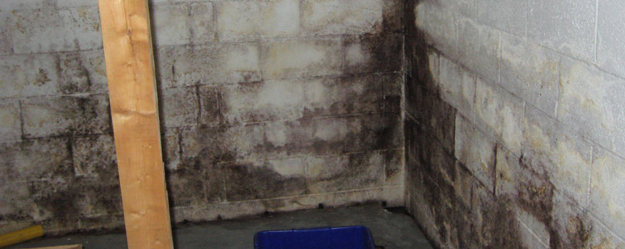 Mold & Lead Testing Company in Hudson Valley, Westchester, NY