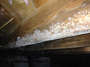 Crawl Space Mold Company White Plains