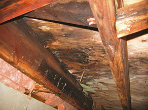 Crawl Space Mold Poughkeepsie