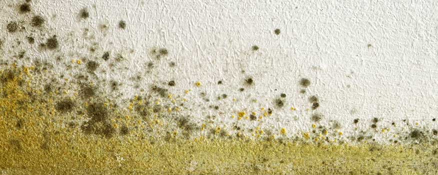 Do I Need a Mold Inspection in Poughkeepsie