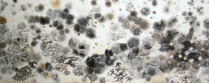 Mold & Lead Testing Company in Hudson Valley, Westchester, NY