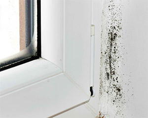 Household Mold Company White Plains