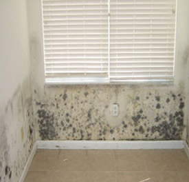 Household Mold Poughkeepsie