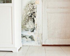 Mold Inspection Company Poughkeepsie NY
