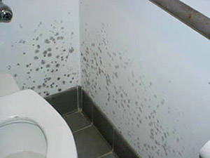 Mold Inspection Poughkeepsie