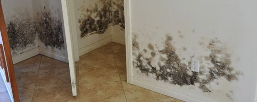 Mold & Lead Testing Company in Hudson Valley, Westchester, NY