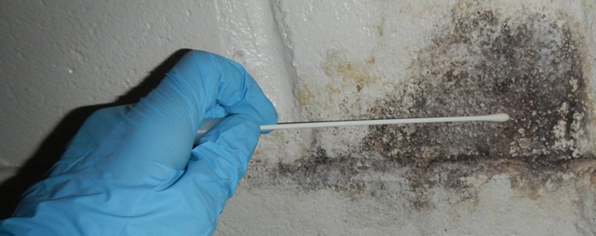Mold & Lead Testing Company in Hudson Valley, Westchester, NY